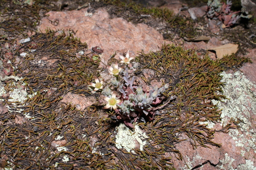 Graptopetalum pusillum