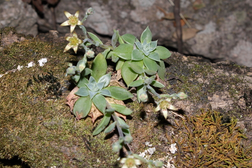 Graptopetalum pusillum