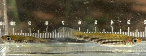 Lined topminnow (Fundulus lineolatus) — Fundulidae — 4