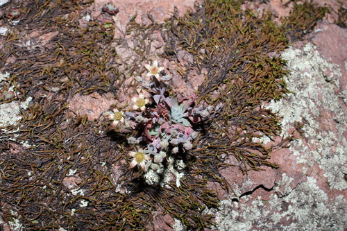 Graptopetalum pusillum