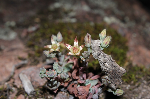 Graptopetalum pusillum
