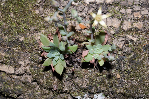 Graptopetalum pusillum