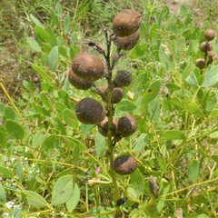 Baptisia sphaerocarpa