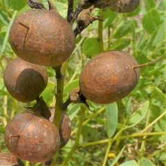 Baptisia sphaerocarpa