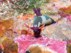 Nembrotha chamberlaini