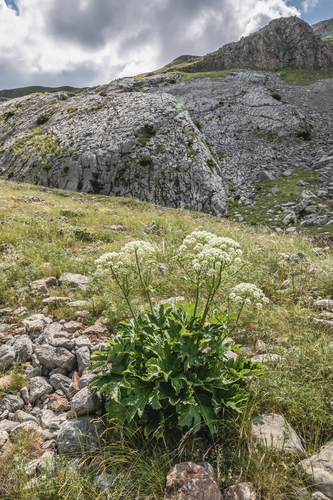 Heracleum sphondylium iNat (2)