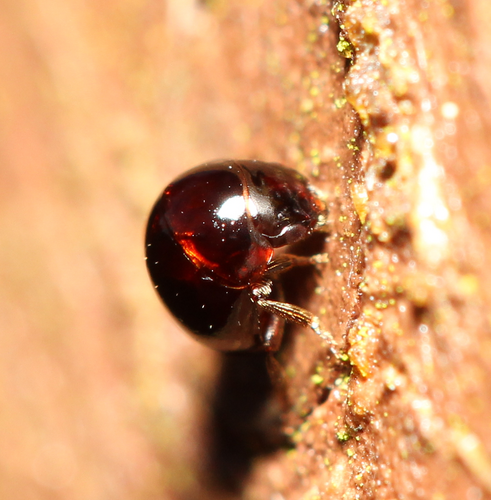 Agathidium nigrinum