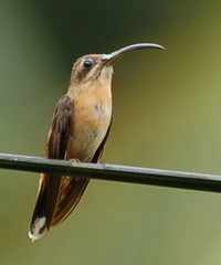 Bronzy Hermit photo 2