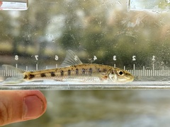 Blotched Chub photo 2