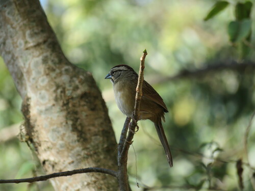 Rusty Sparrow (Aimophila rufescens), photo 7