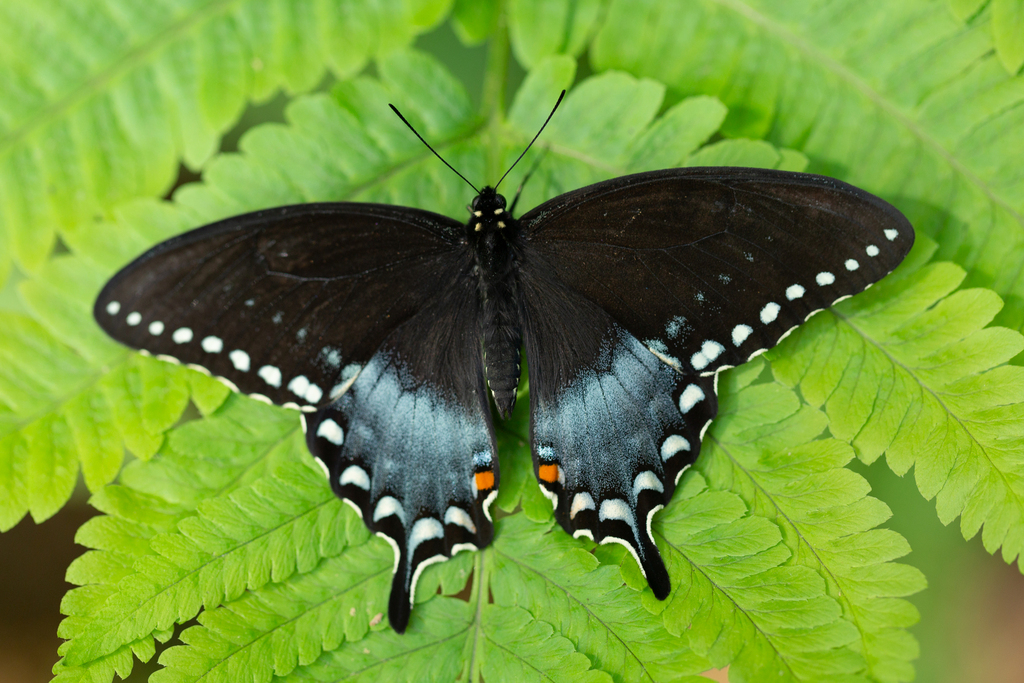 Spicebush Swallowtail