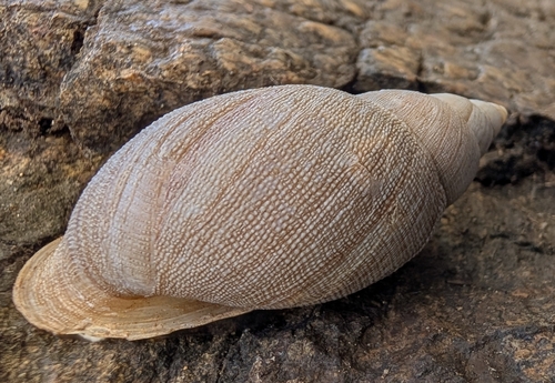 Naesiotus montezuma