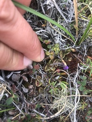 Pinguicula villosa