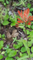 Castilleja hispida