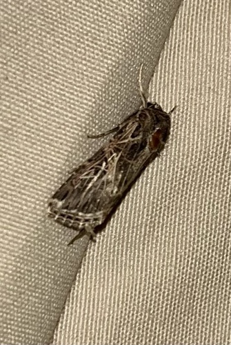 Spodoptera littoralis