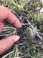 Pinguicula villosa