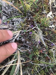 Pinguicula villosa