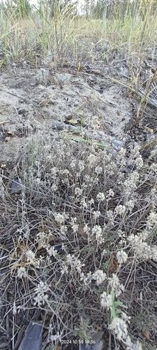 Image of Thymus pallasianus by no rights reserved