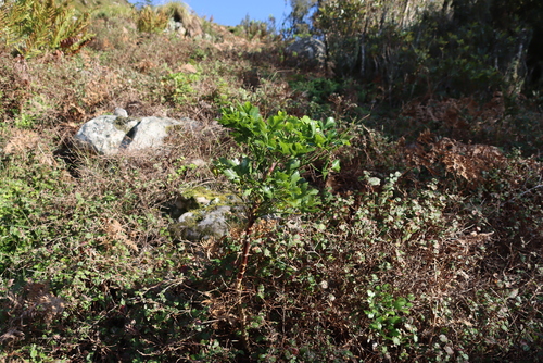 Image of Notobubon galbanum by (c) Tony Rebelo, some rights reserved (CC BY-SA)
