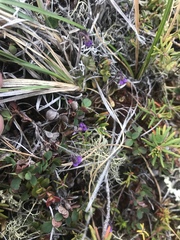 Pinguicula villosa