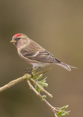 Arctic Redpoll photo 3