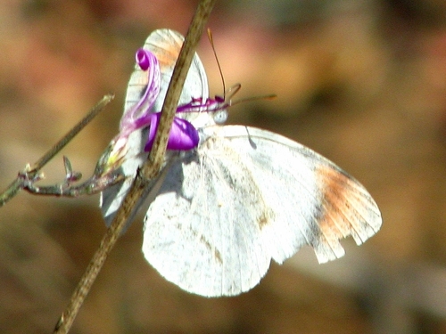 Round-winged Orange Tip photo 4