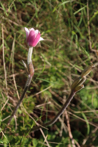 Image of Knowltonia tenuifolia by (c) Tony Rebelo, some rights reserved (CC BY-SA)