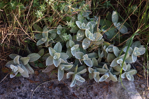 Image of Helichrysum grandiflorum by (c) Tony Rebelo, some rights reserved (CC BY-SA)