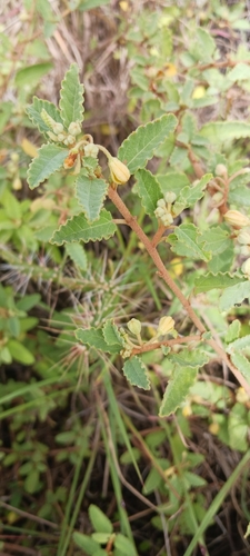 Image of Corchorus hirsutus by no rights reserved