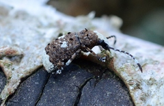 Platystomos albinus