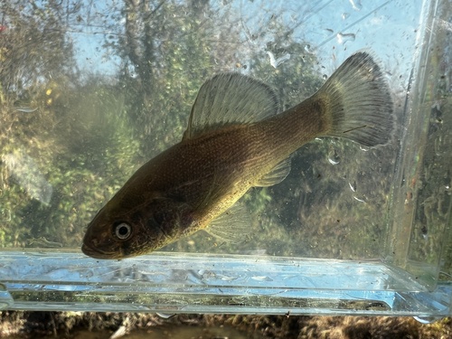 Western Pirate Perch