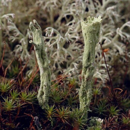 Greater Sulphur-cup Lichen