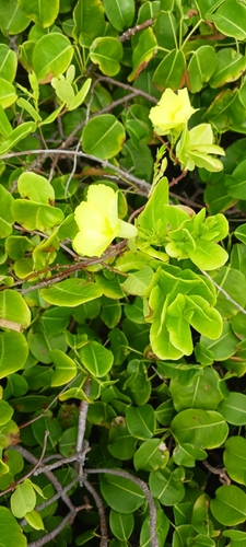 Pentalinon luteum