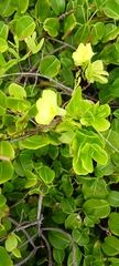Wild Allamanda (Pentalinon luteum)