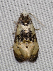 Phalonidia memoranda