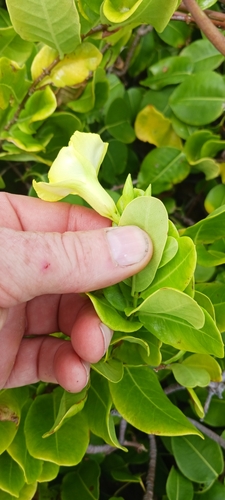 Pentalinon luteum