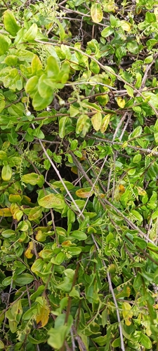 Myriopus volubilis