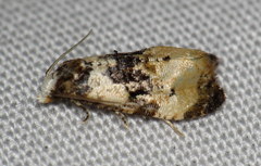 Phalonidia memoranda