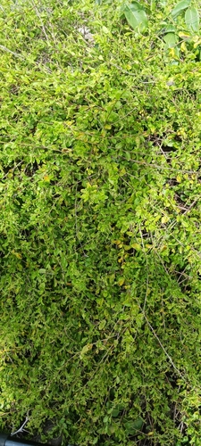 Myriopus volubilis, photograph 2