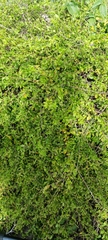 Myriopus volubilis, photograph Sam Droege, CC0, iNaturalist via GBIF