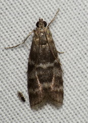 Actrix nyssaecolella
