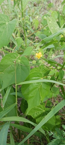 Image of Abutilon viscosum by no rights reserved