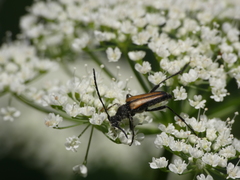 Anastrangalia dubia