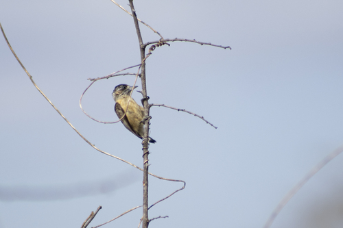 Ochraceous Piculet