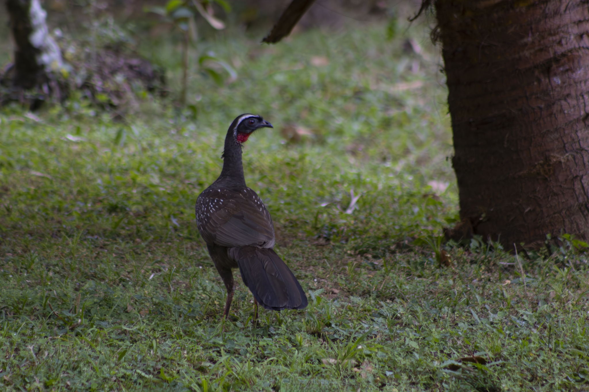 White-browed Guan (Penelope jacucaca), photo 9