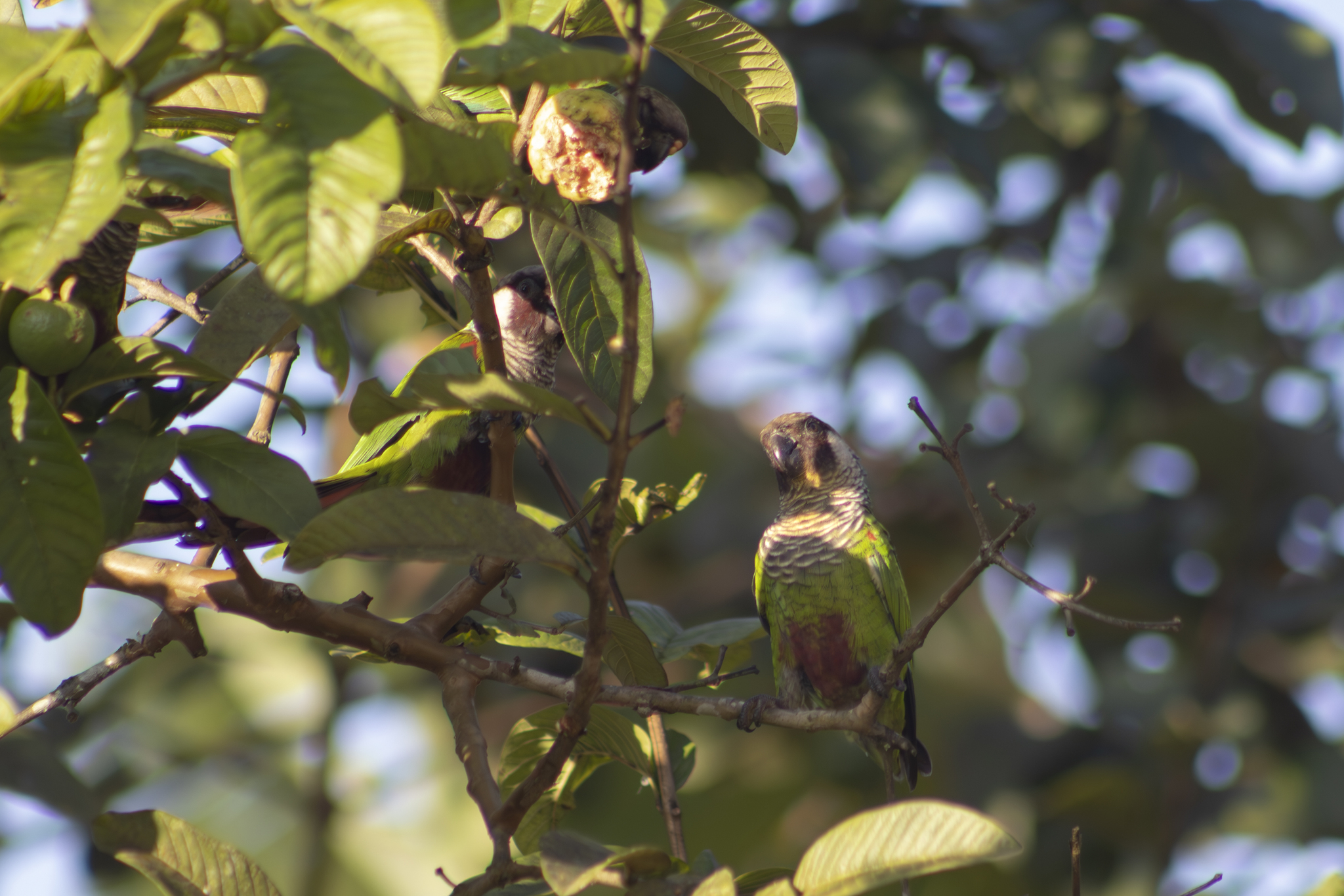 Grey-breasted Parakeet (Pyrrhura griseipectus), photo 5
