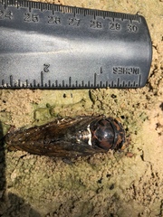 Neotibicen lyricen
