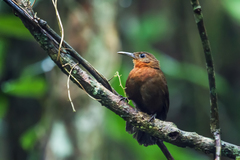 Tawny-Throated Leaftosser photo 2