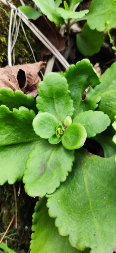 Image of Chiastophyllum oppositifolium by (c) Denis Ibaev, some rights reserved (CC BY)