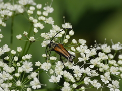 Anastrangalia dubia
